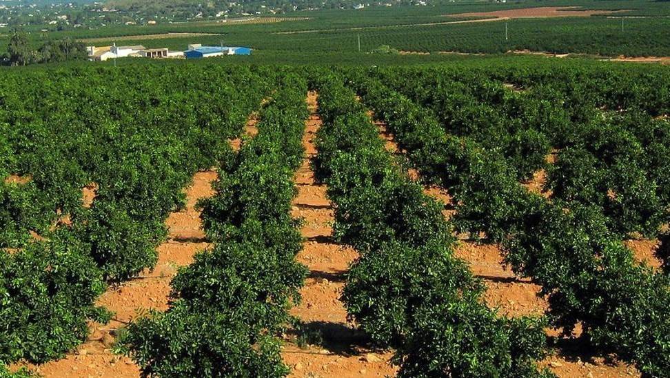 citricos España investigacion